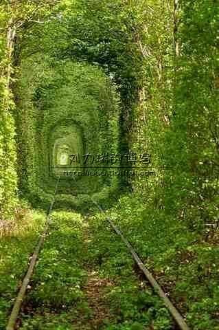森林火车隧道